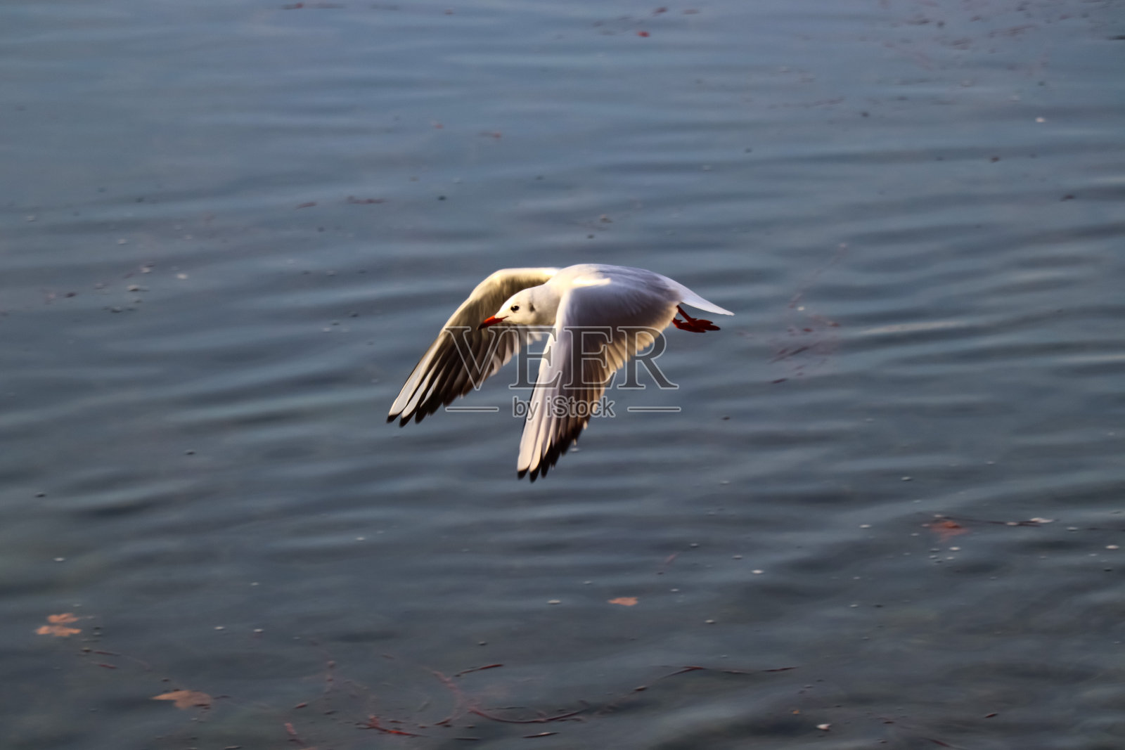 海鸥在飞照片摄影图片