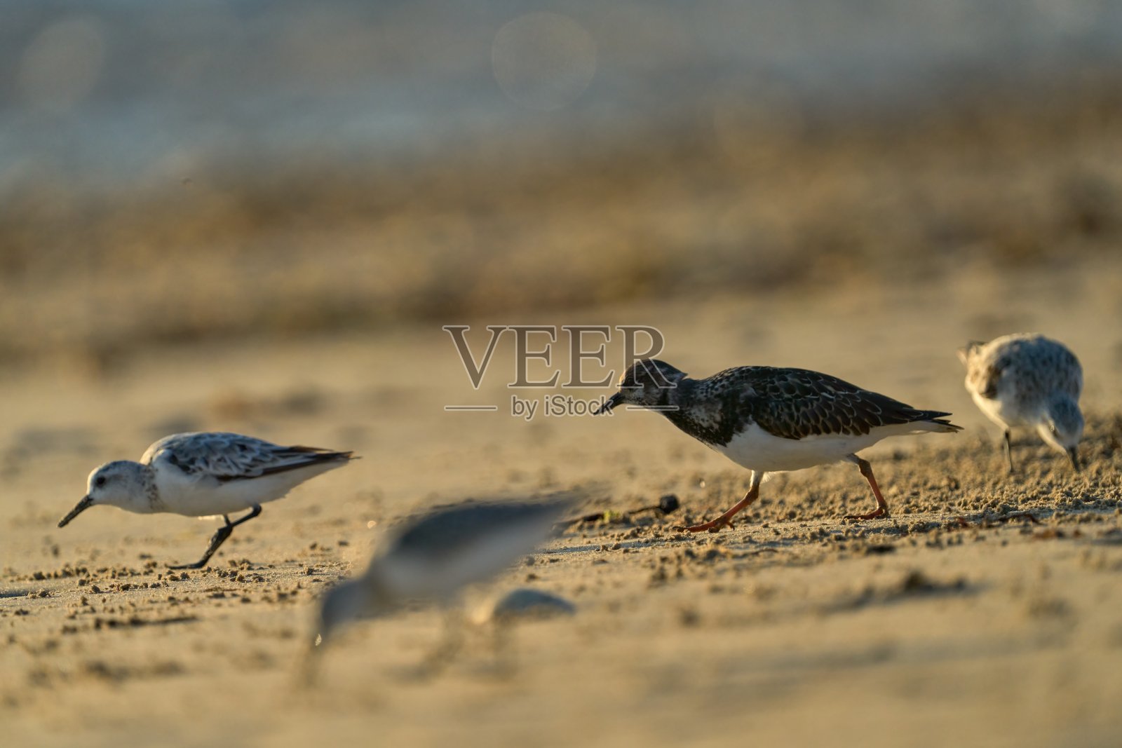 在Re岛的海滩上,一个赤色的旋转石孤零零地站在沙滩上的砂磨工中间照片摄影图片
