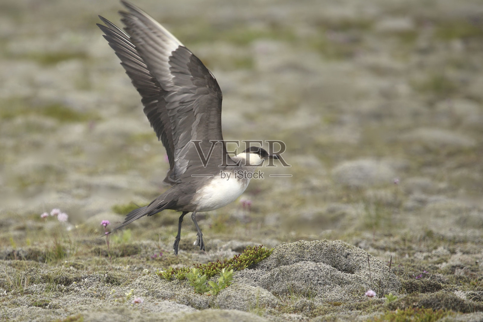 北极贼鸥(寄生蜂)照片摄影图片