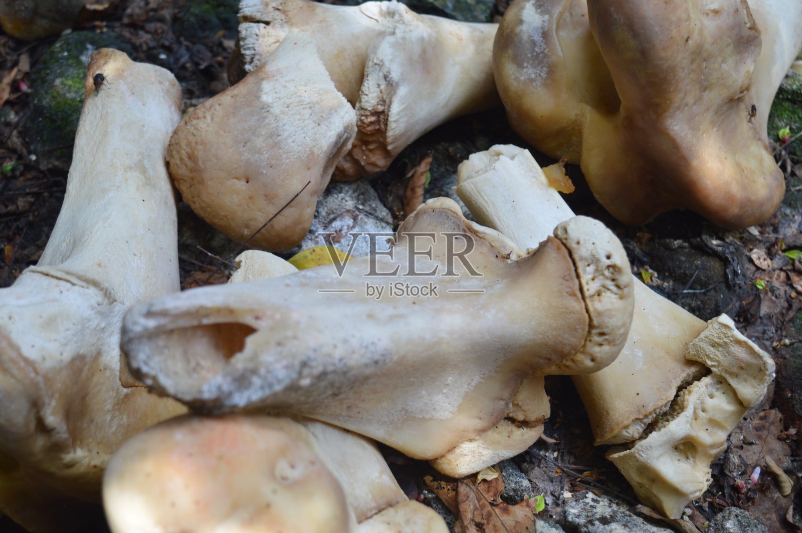 牛骨照片摄影图片