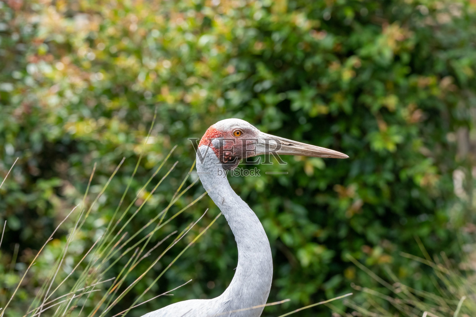 草地上的苍鹭照片摄影图片