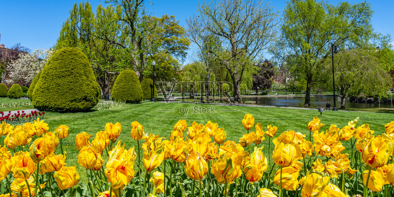 在波士顿公园的绿色草坪上,一排排黄色的郁金香。照片摄影图片