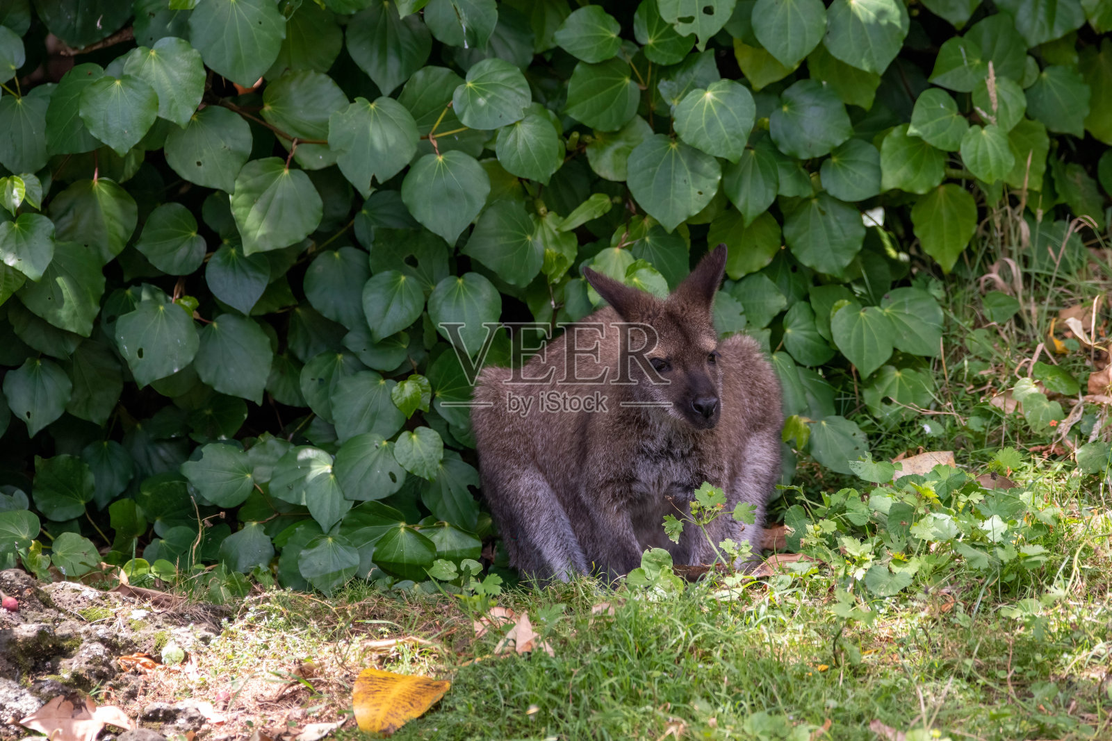 小袋鼠照片摄影图片