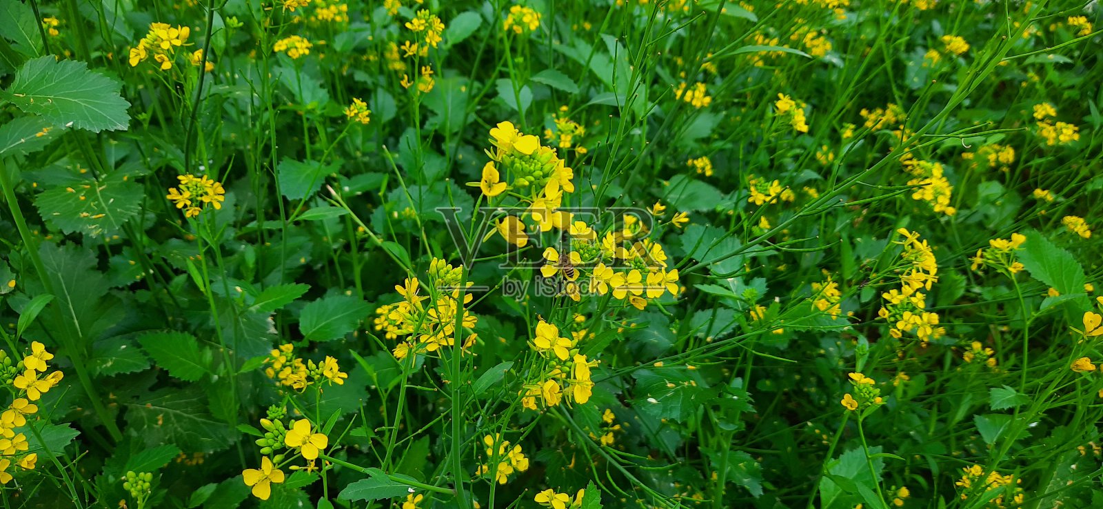 油菜籽黄花照片摄影图片