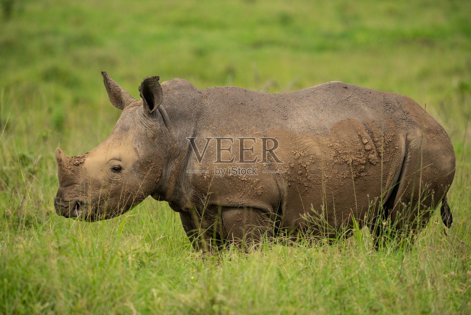 犀牛幼崽的侧面特写。照片摄影图片