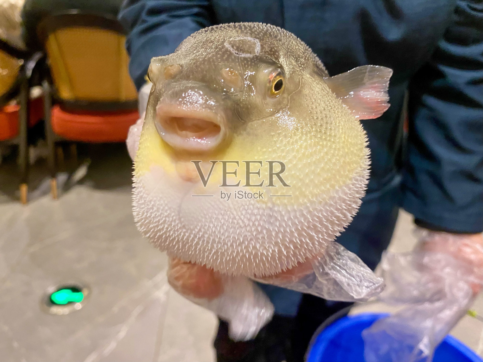 可爱的河豚鱼照片摄影图片