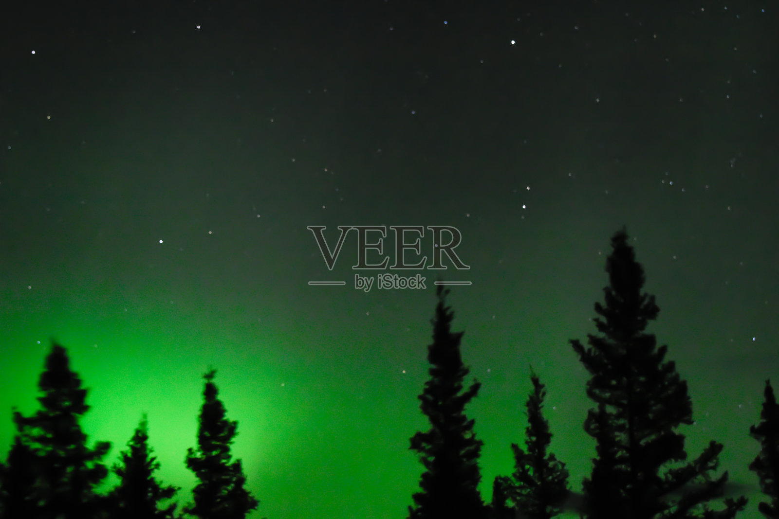 森林树后面的夜空和极光照片摄影图片