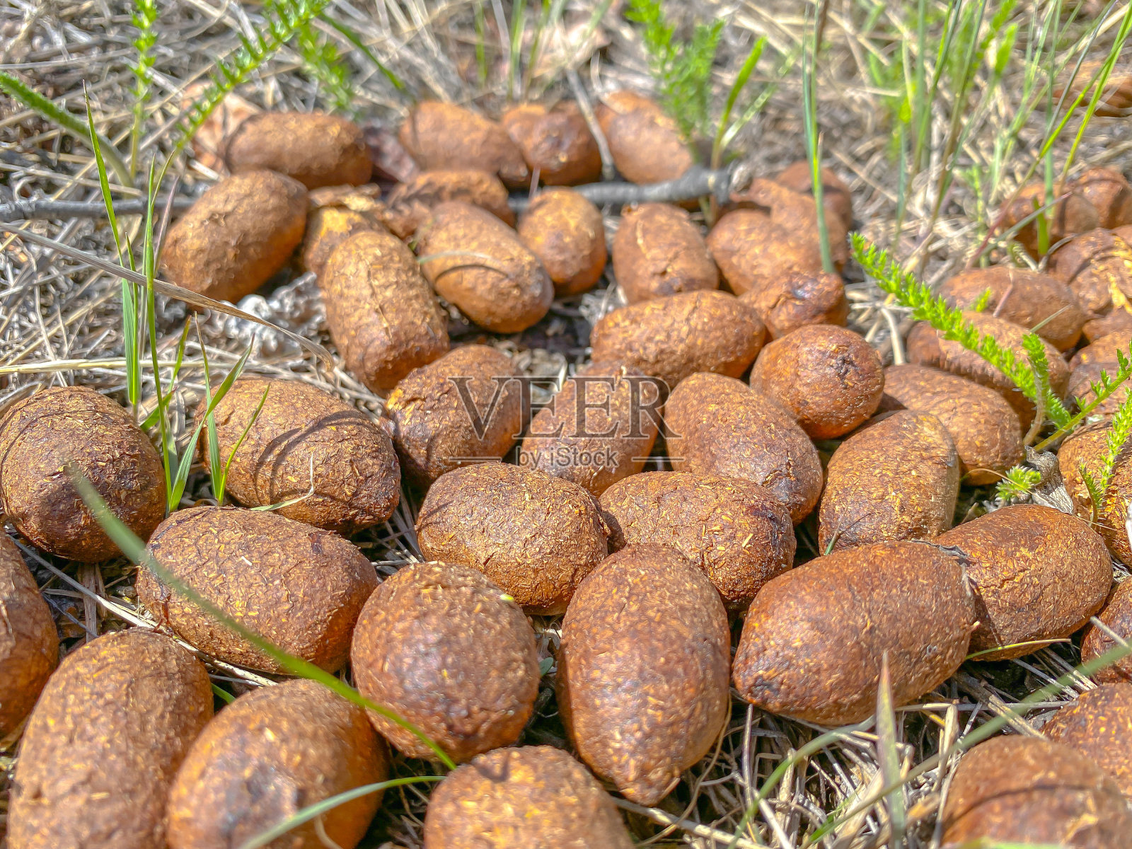 麋鹿粪便照片摄影图片