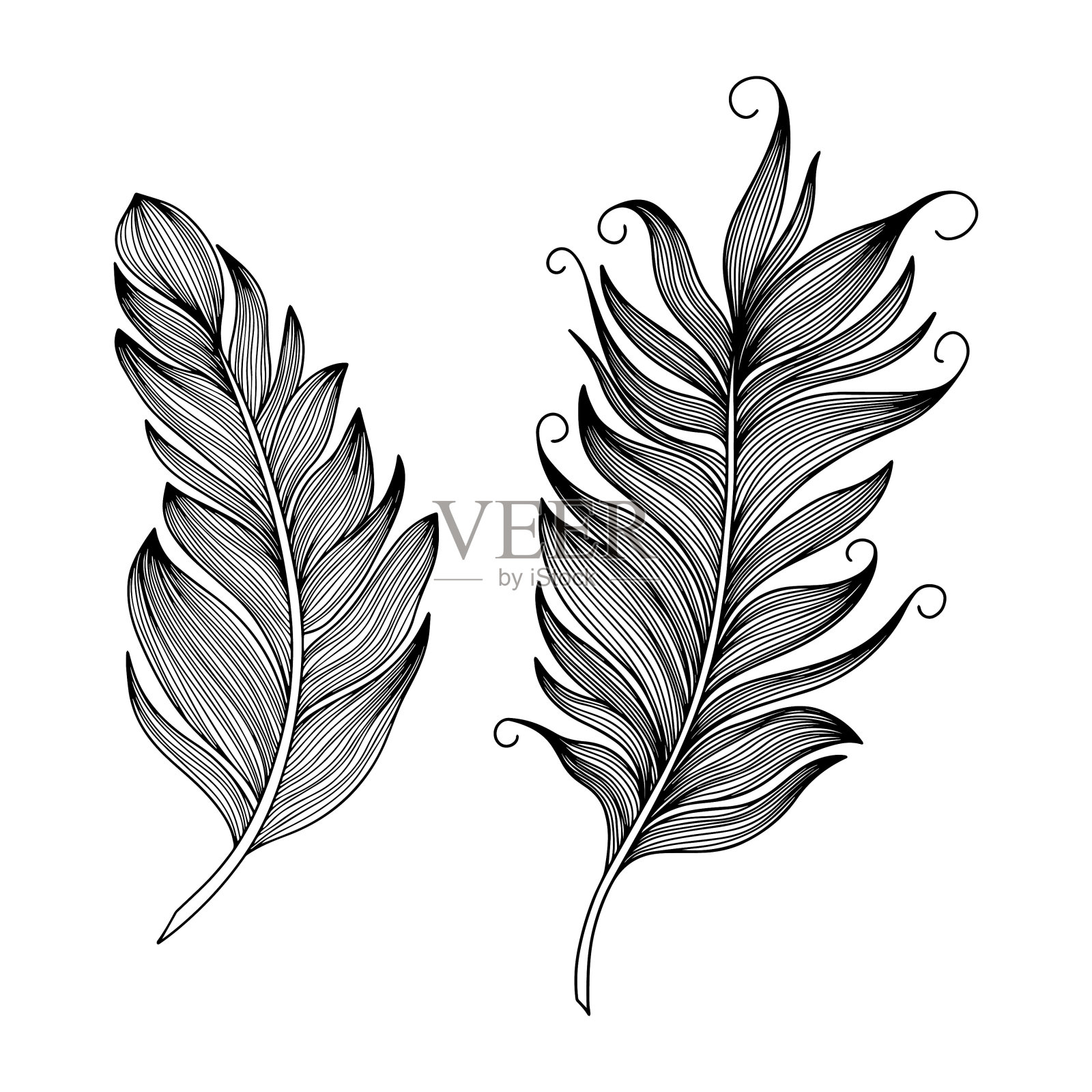 向量羽毛收藏。手绘孤立在白色背景向量集。古董艺术插图插画图片素材