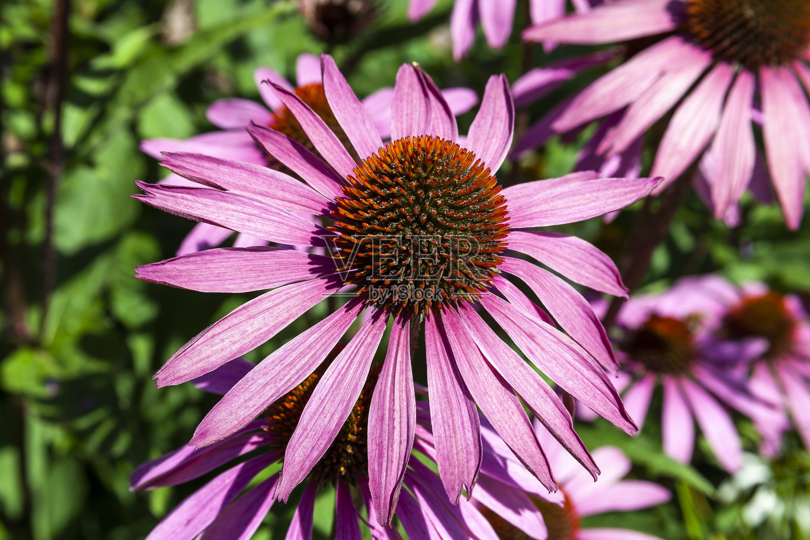 紫锥菊紫竹照片摄影图片