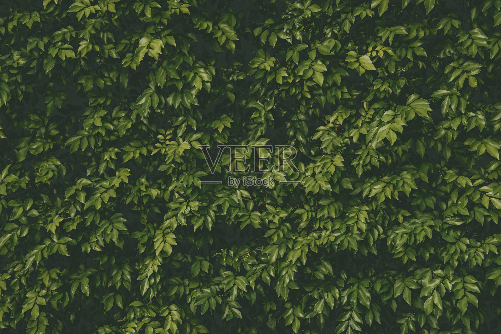 摘要绿叶纹理,自然背景,热带叶片照片摄影图片