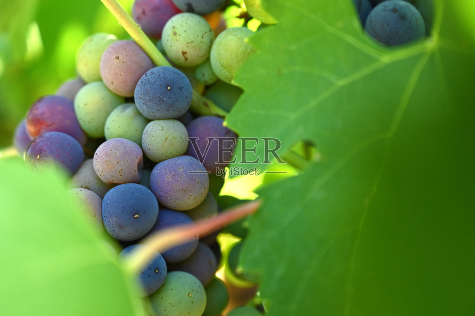 在意大利托斯卡纳的葡萄园里,通过五颜六色的叶子来特写葡萄酒葡萄照片摄影图片