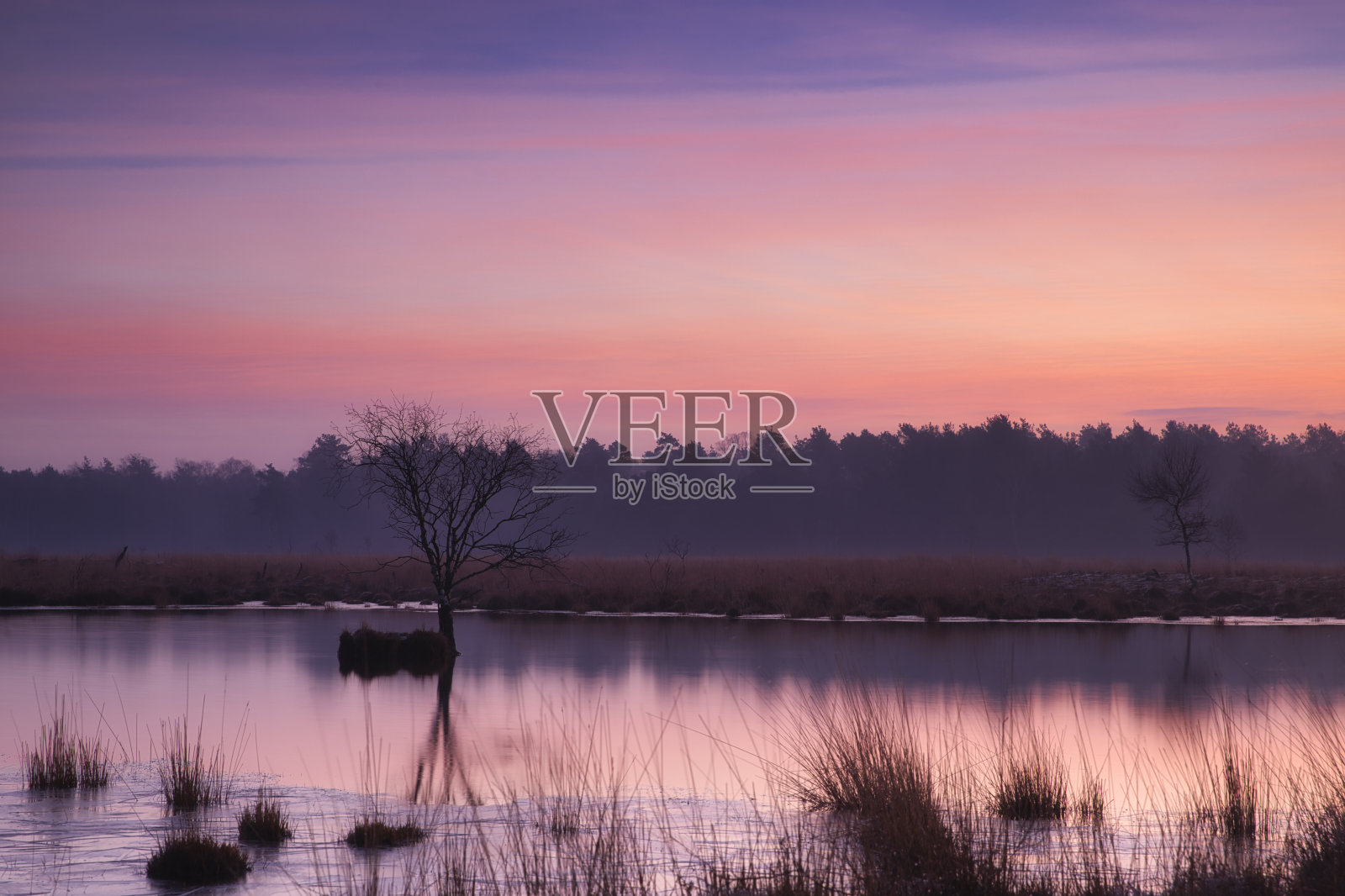 沼泽里孤独的树照片摄影图片