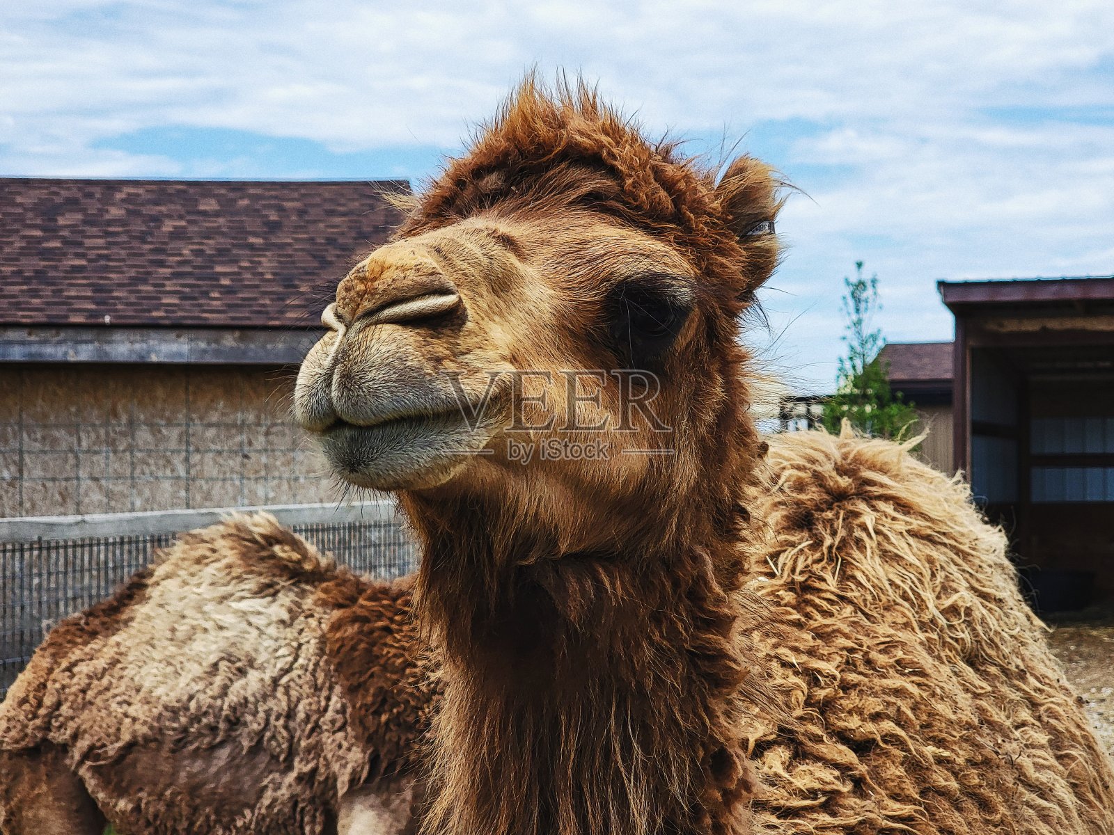 为我的特写镜头做好准备…照片摄影图片