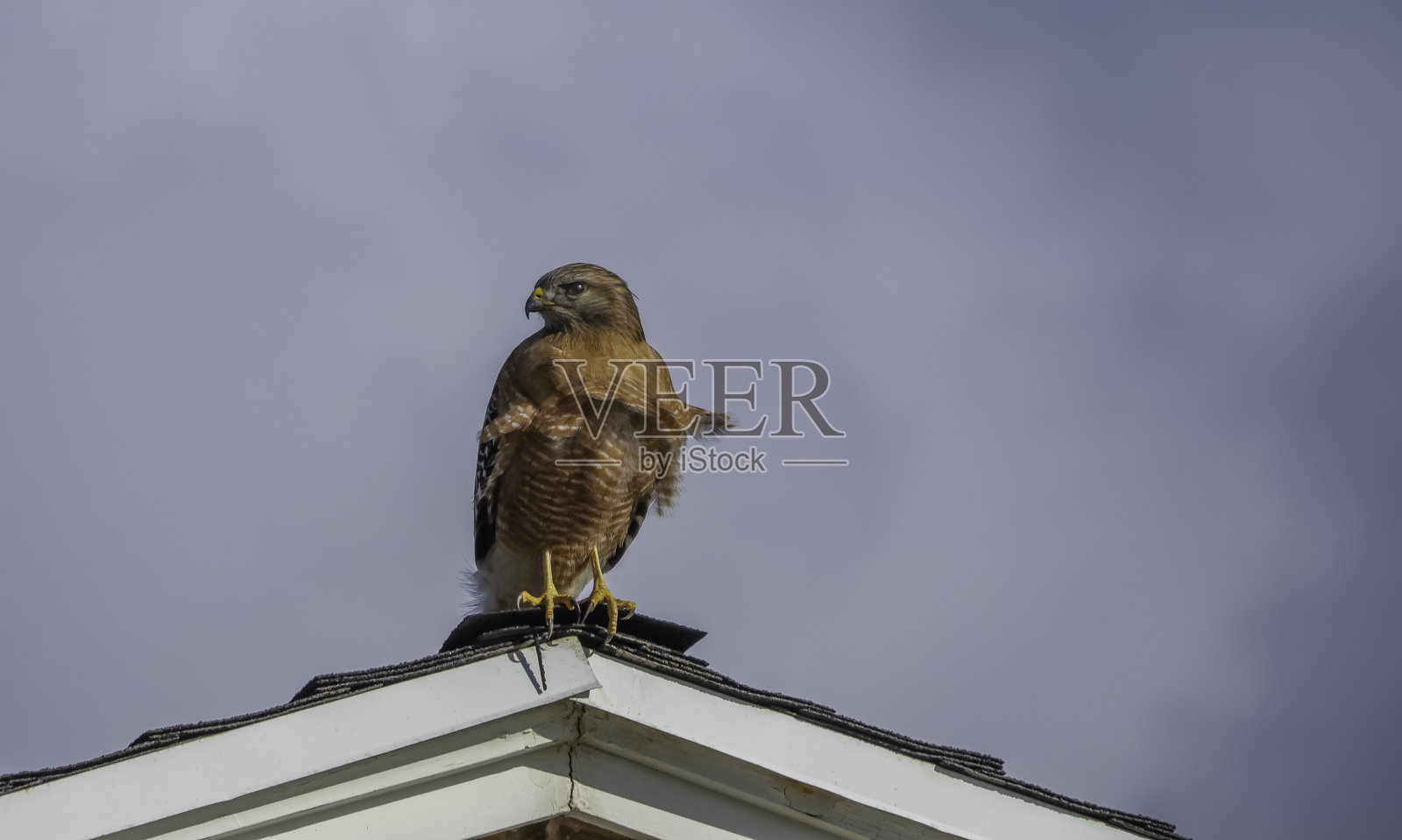 在草坪上寻找午餐照片摄影图片