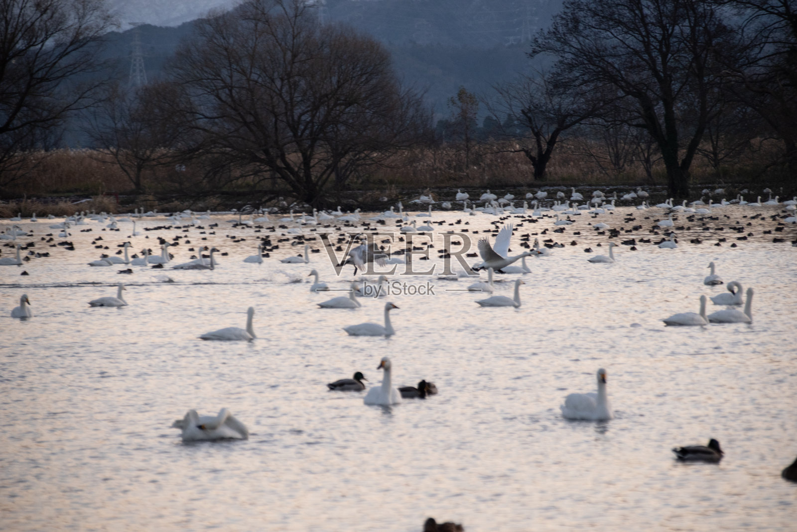 早晨在滨水湖,有天鹅和鸭子在吃东西照片摄影图片
