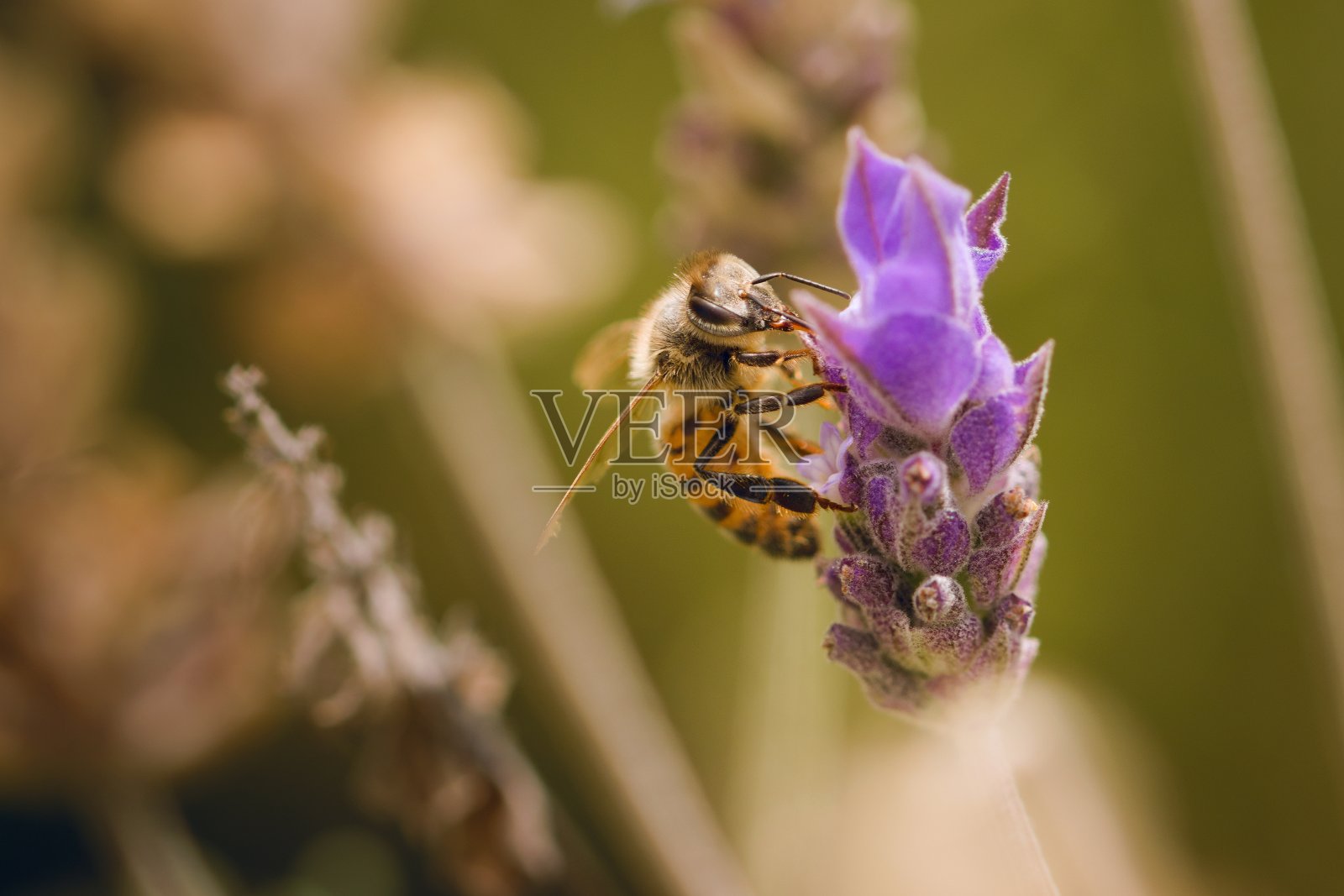 在盛开的薰衣草上采集花粉的工蜂。宏关闭。照片摄影图片