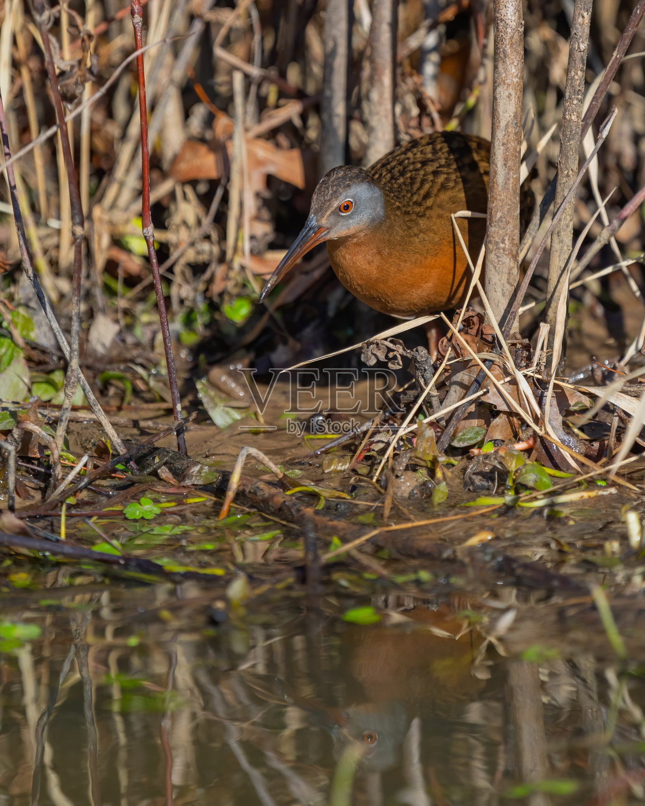弗吉尼亚铁路的水鸟在灌木丛中照片摄影图片