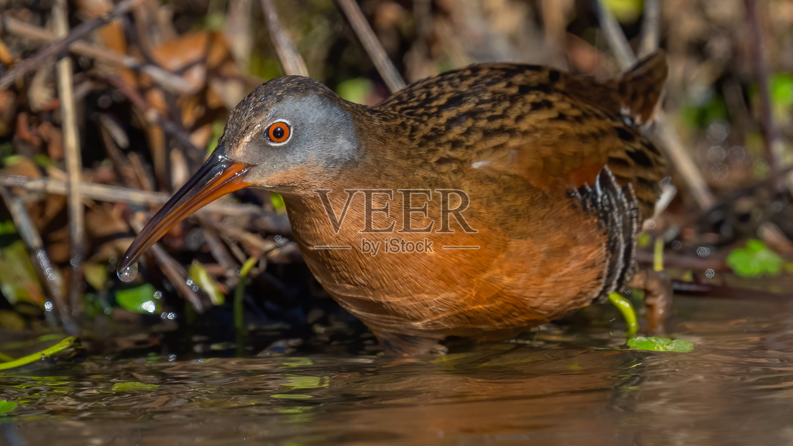 弗吉尼亚铁路的水鸟在灌木丛中照片摄影图片