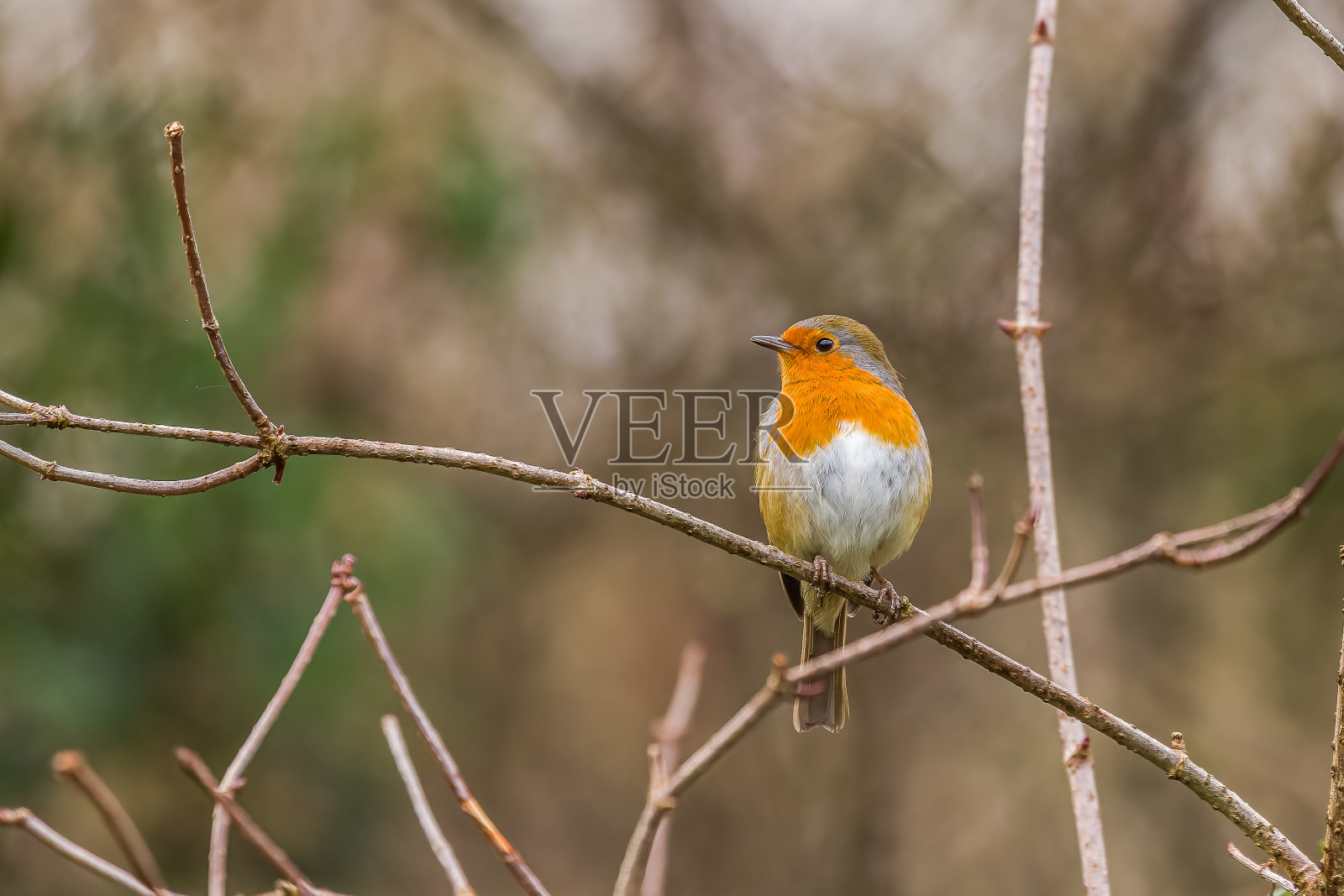 罗宾先生照片摄影图片