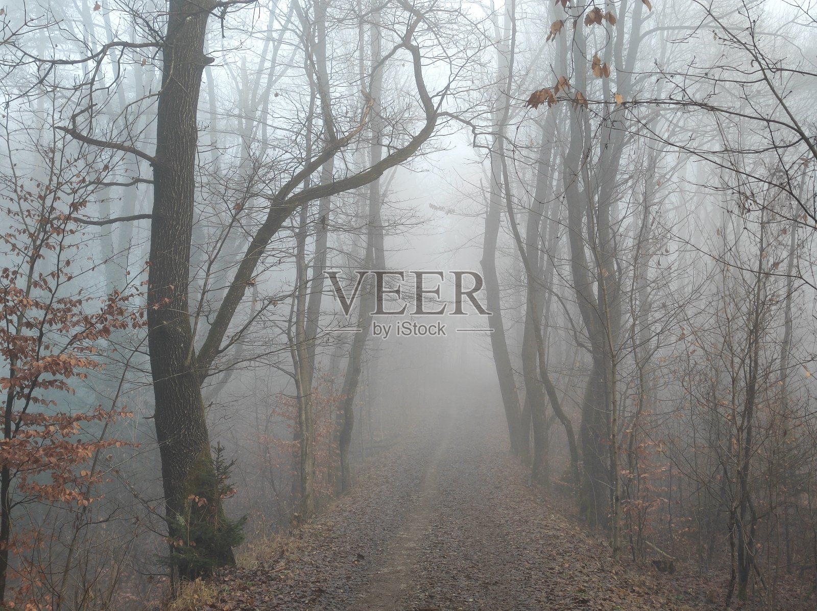 斯洛文尼亚卢布尔雅那,雾笼罩的蒂沃利公园照片摄影图片