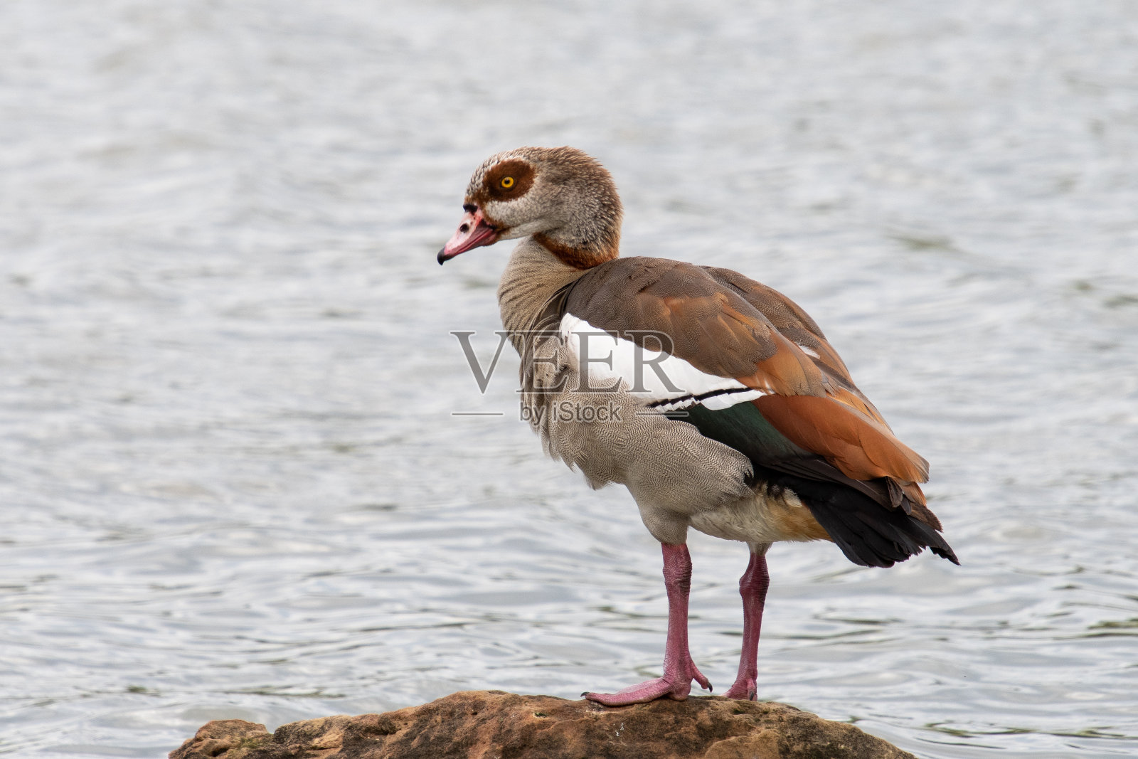 埃及的鹅照片摄影图片