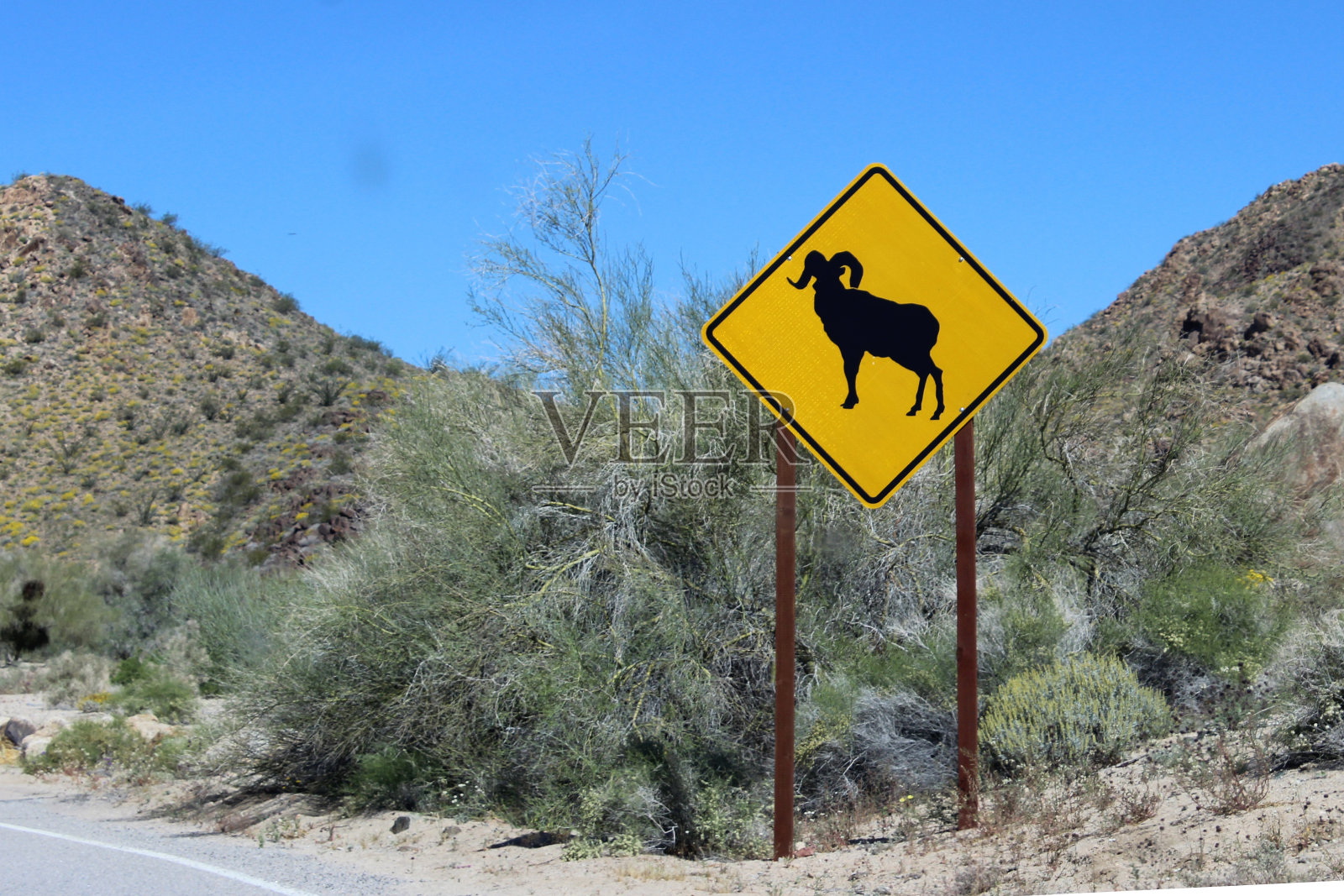大角羊穿越照片摄影图片