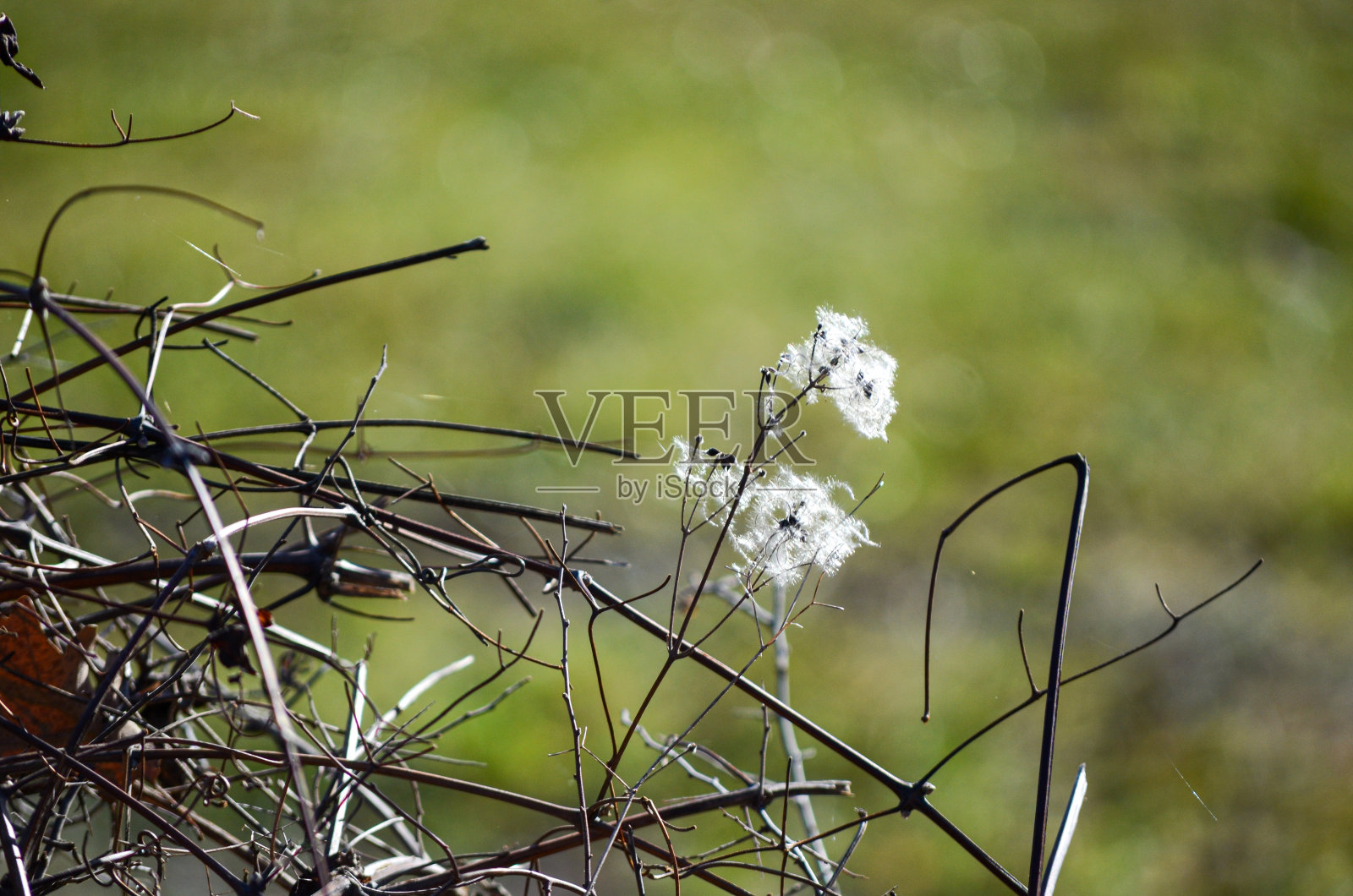 在森林中生长的欧洲橡树寄生植物照片摄影图片