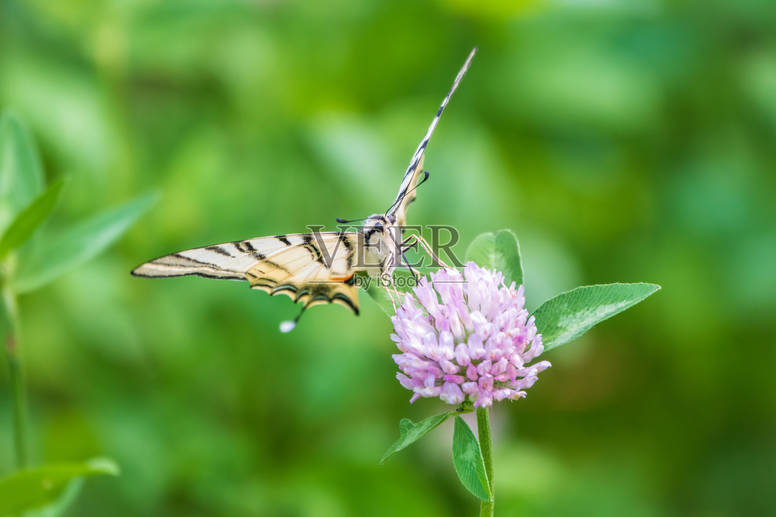 美丽蝴蝶稀有燕尾蝶,风帆燕尾蝶,梨树燕尾蝶,潜足。拉丁语Iphiclides podaliriu。蝴蝶在花上采集花蜜。照片摄影图片