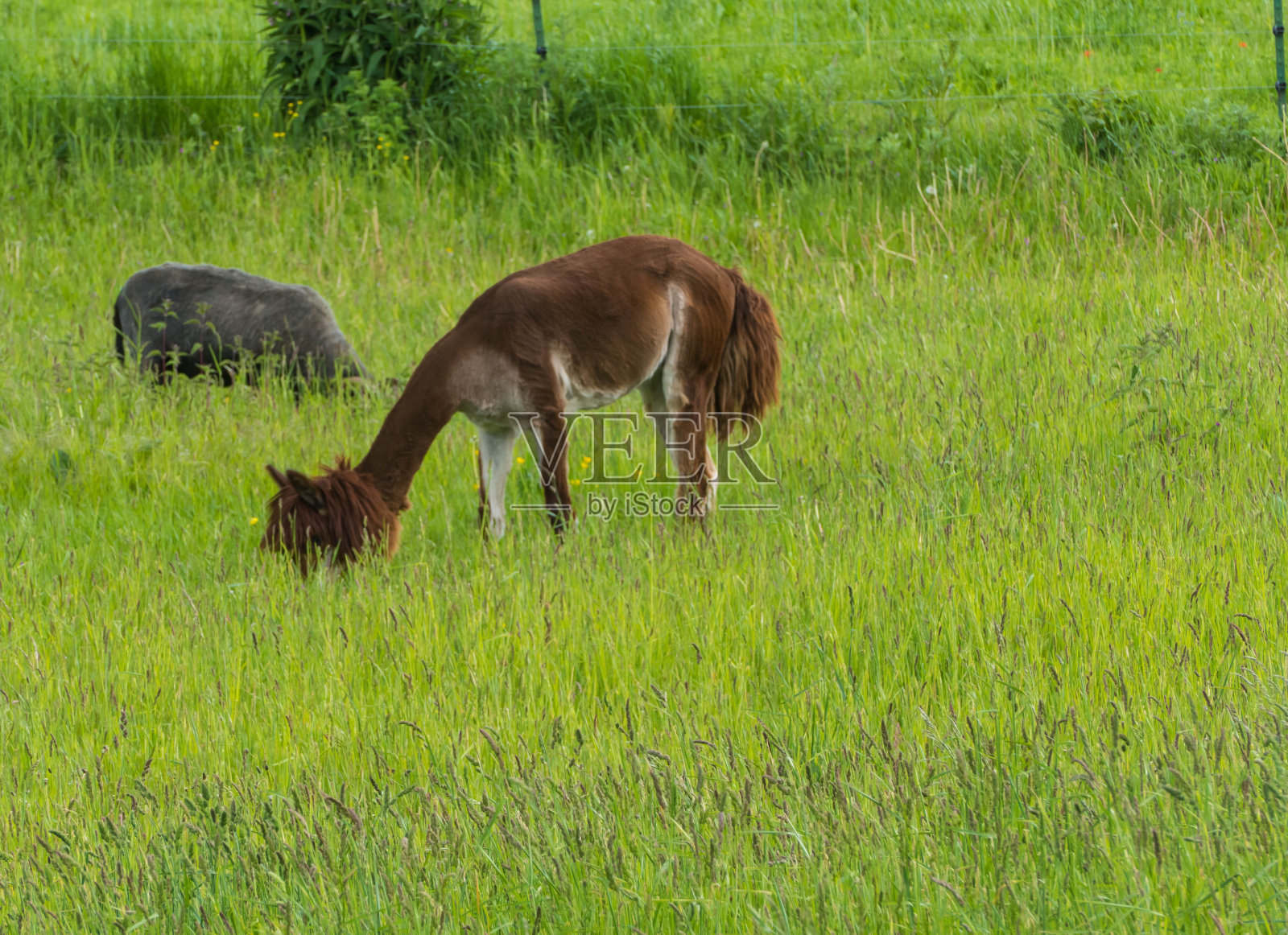 棕色的伊拉玛在牧场上吃草照片摄影图片