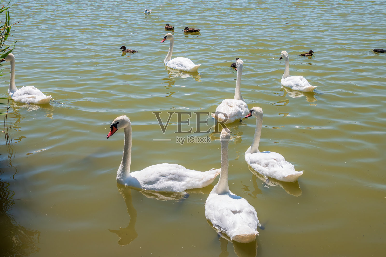 一大群优雅的白天鹅在湖里游泳,天鹅在野外照片摄影图片