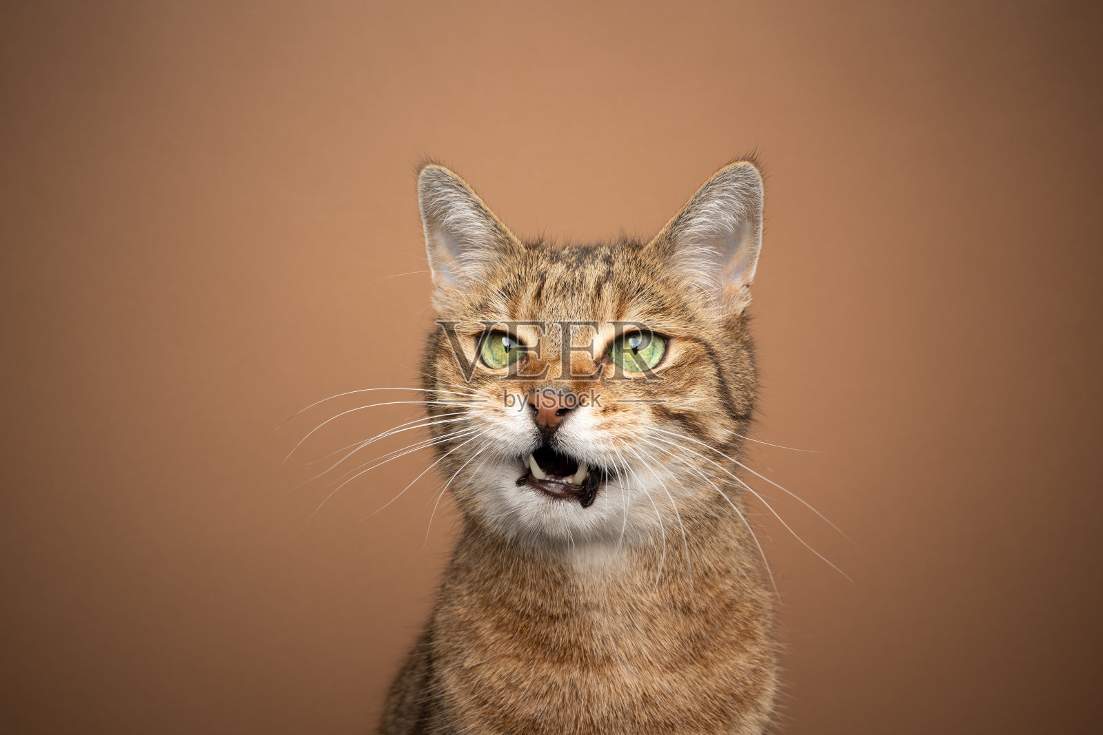 猫张开嘴在小鹿背景上喵喵叫照片摄影图片