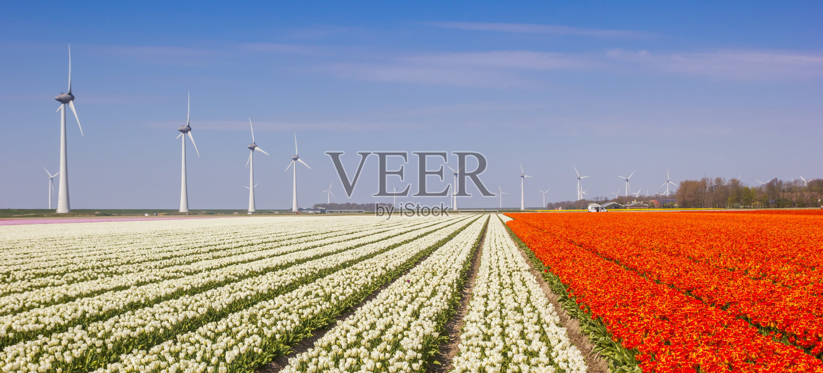 Noordoostpolder的橙色和白色郁金香的田野全景照片摄影图片