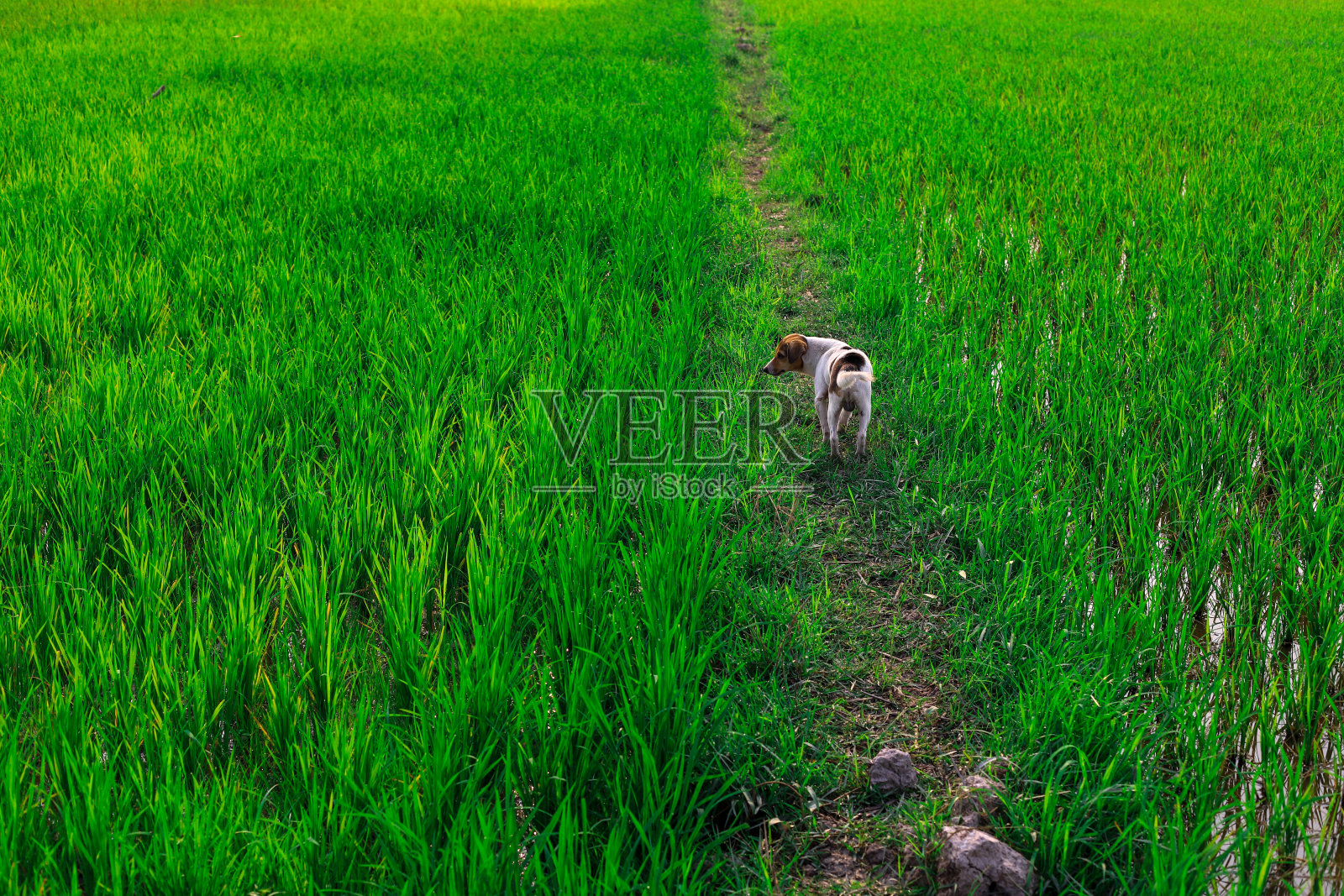 绿色稻田具有选择性重点照片摄影图片