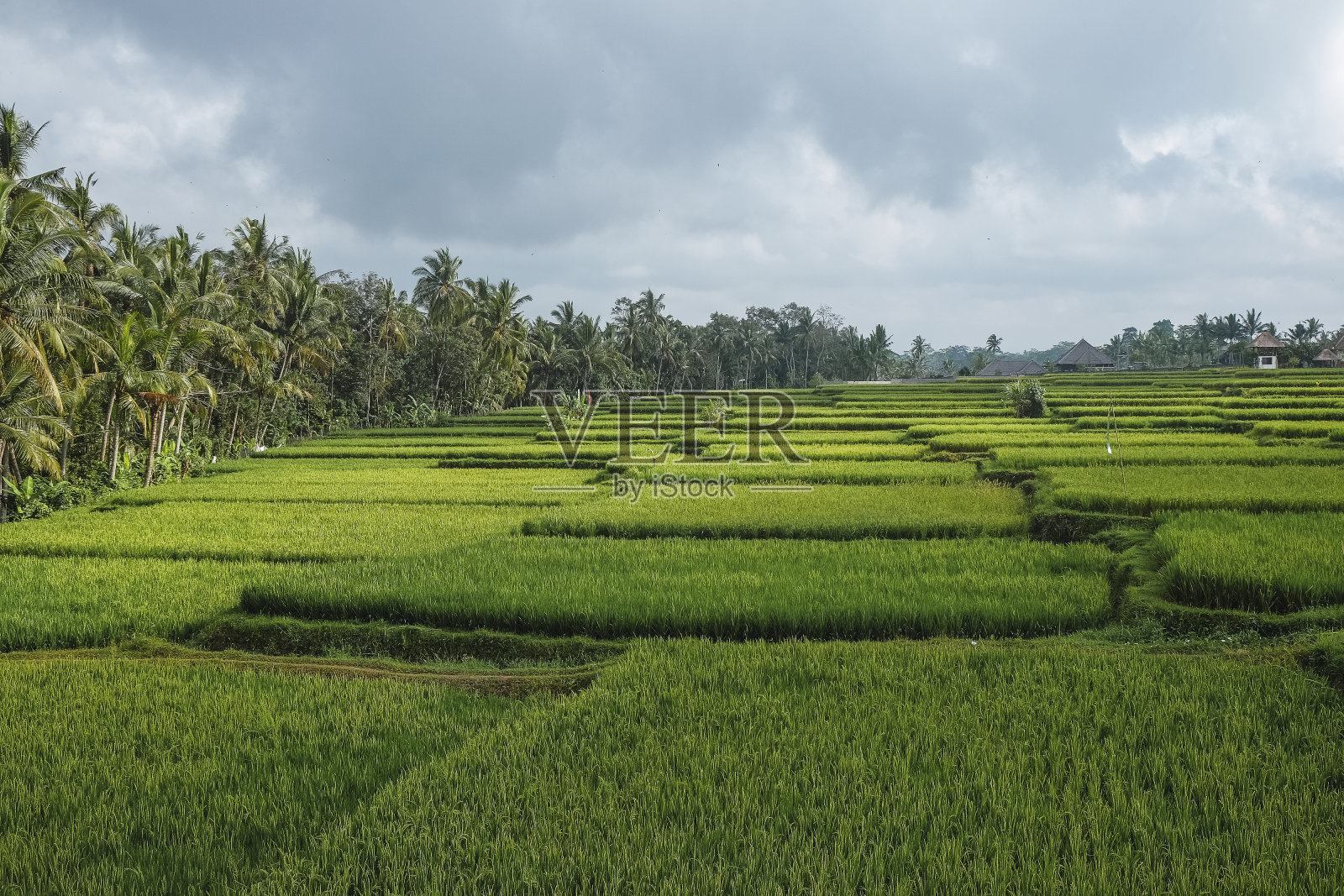 热带环境下的水稻种植照片摄影图片