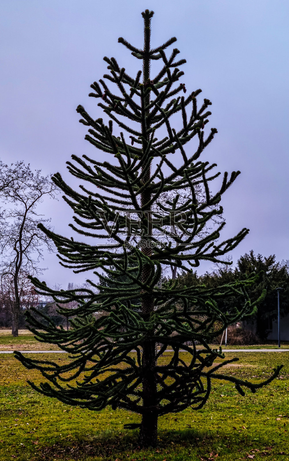 针状的大冷杉树照片摄影图片