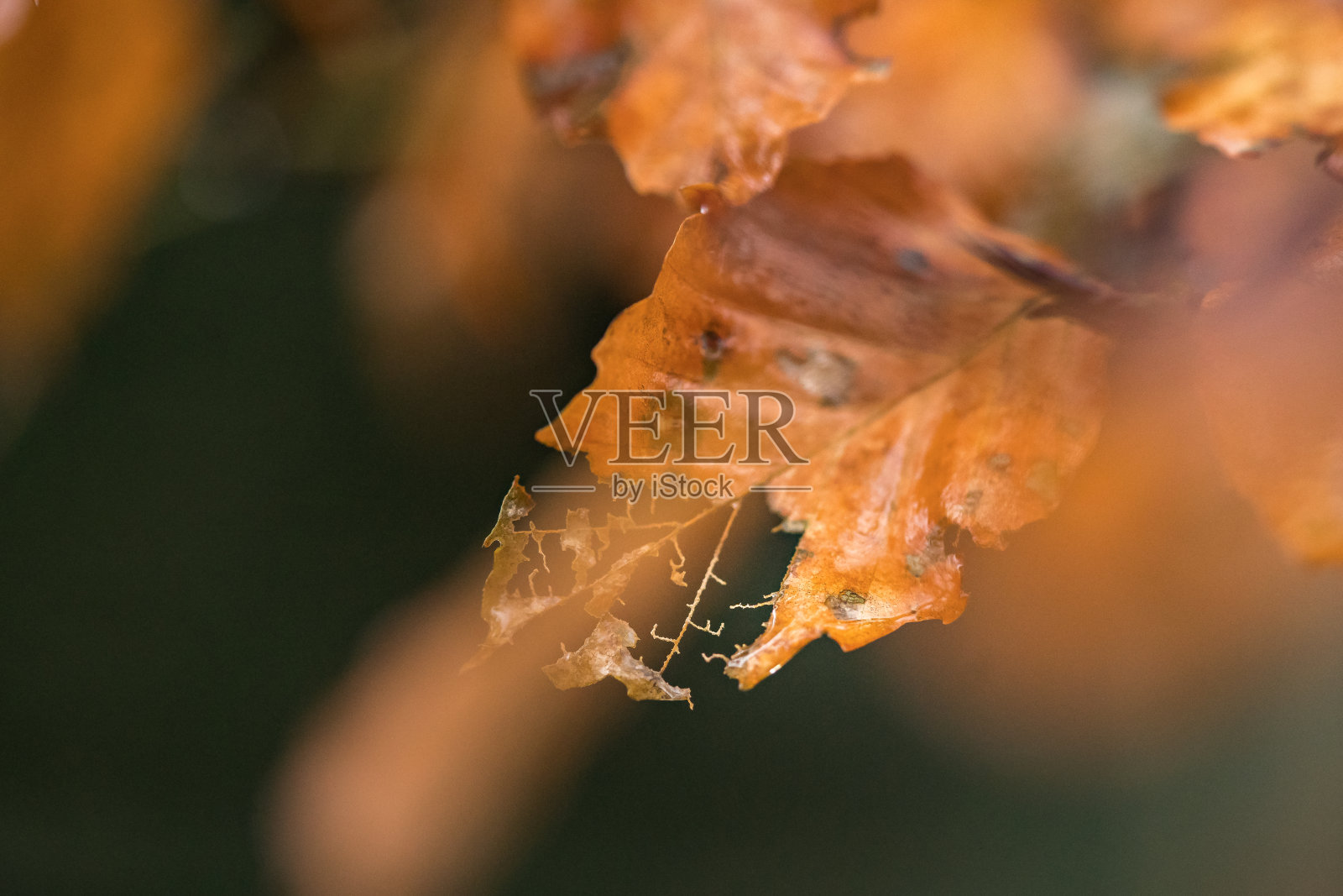 美丽的彩色山毛榉树叶在树枝上与大气的细节腐烂和秋天照片摄影图片