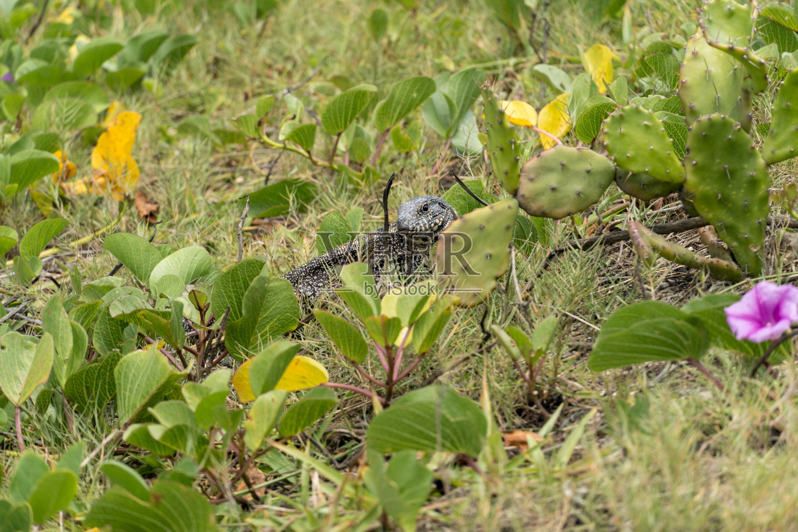Teiú一只蜥蜴独自在巴西里约热内卢的草地上。Tupinambis属于螽斯科。通常称为泰加。主要分布在南美洲照片摄影图片