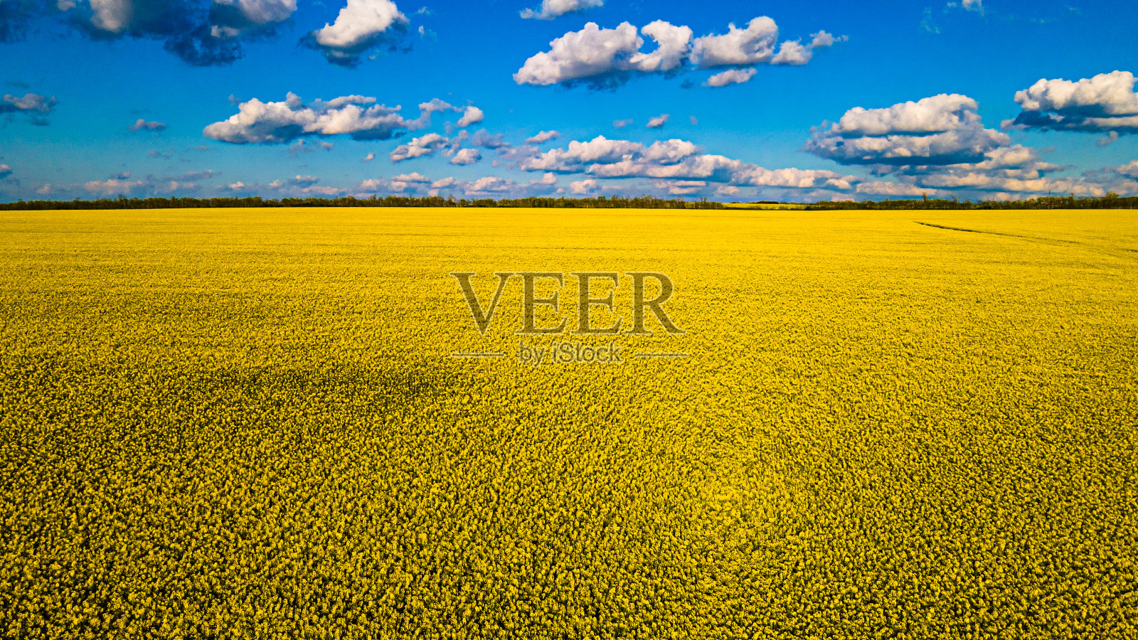 油菜籽。黄色的田野上蓝天白云照片摄影图片