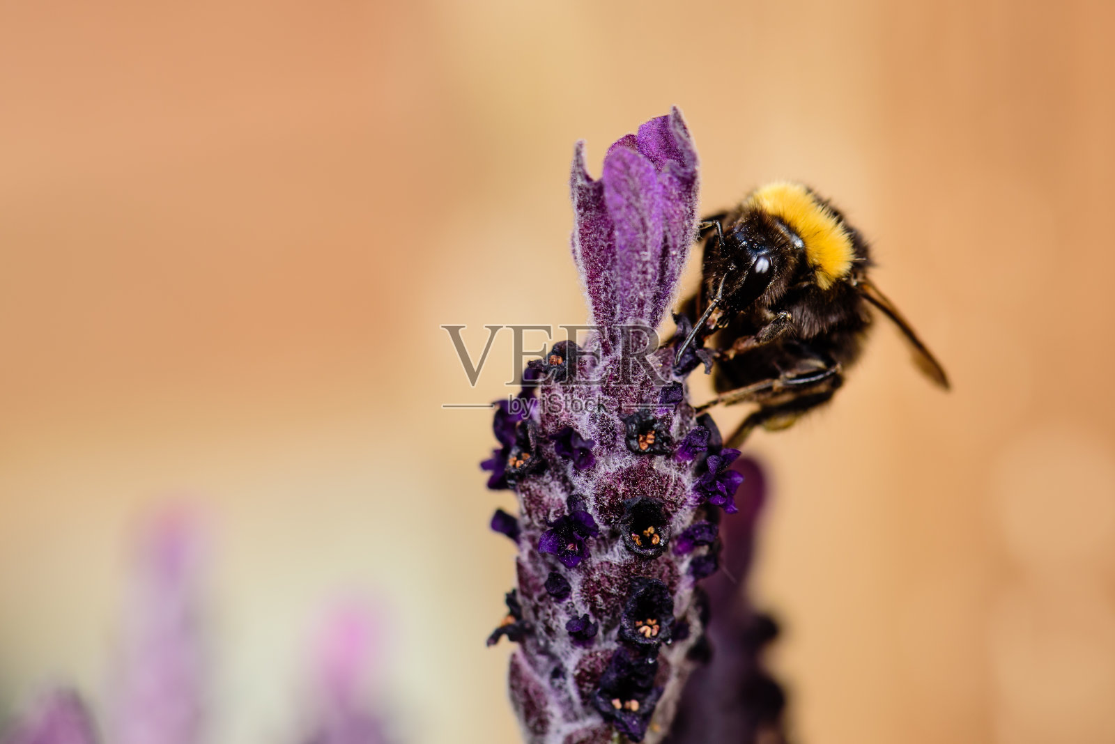 薰衣草上的蜜蜂ii。照片摄影图片