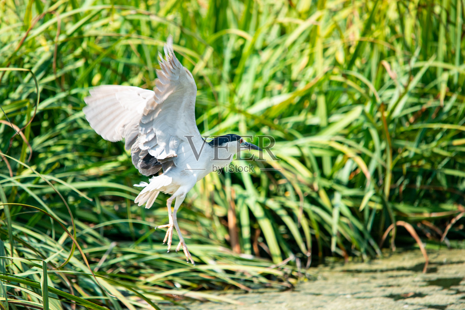 飞行中的夜鹭特写照片摄影图片