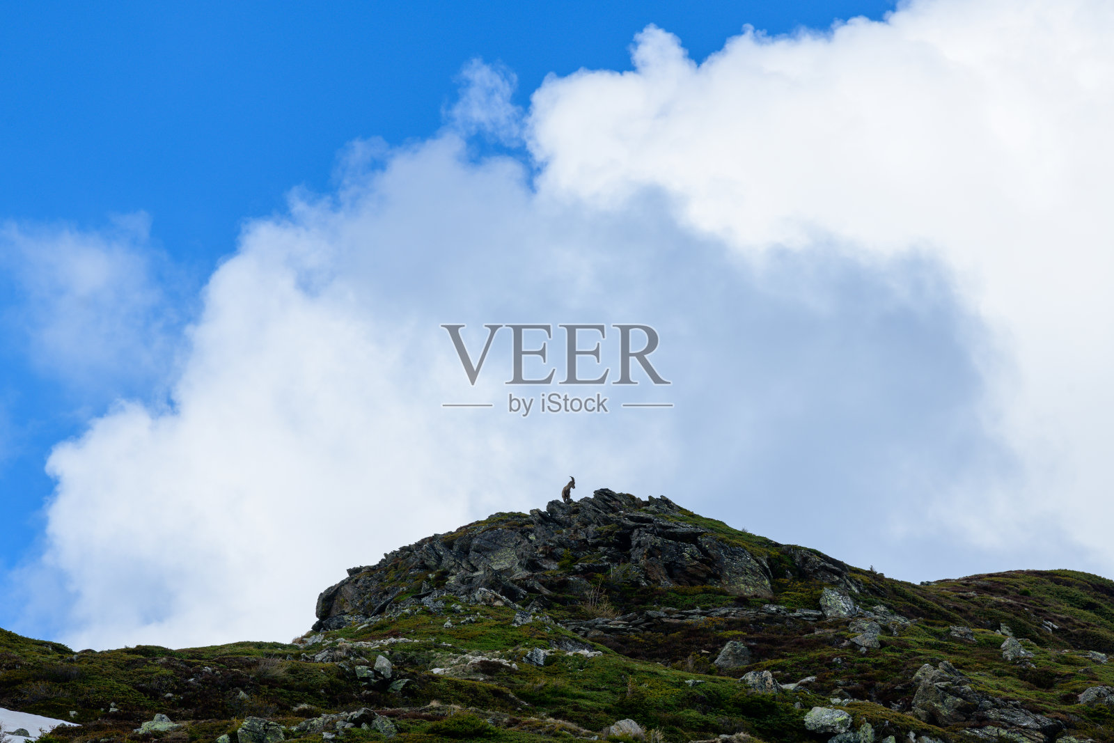 夏天,在一个阳光明媚的日子里,一只野山羊在欧洲的勃朗峰、法国的阿尔卑斯山脉、朝向夏蒙尼的雄鹰上雄踞。照片摄影图片