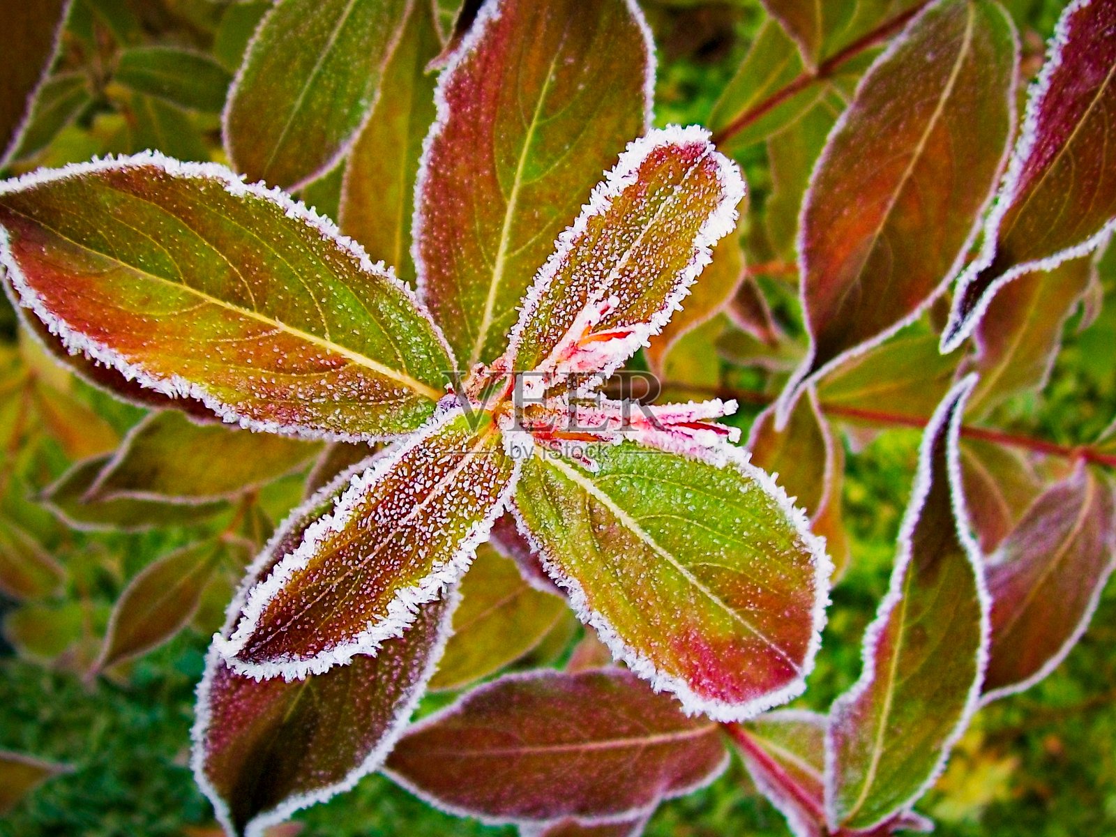 这种植物五颜六色的叶子上覆盖着一层白霜照片摄影图片