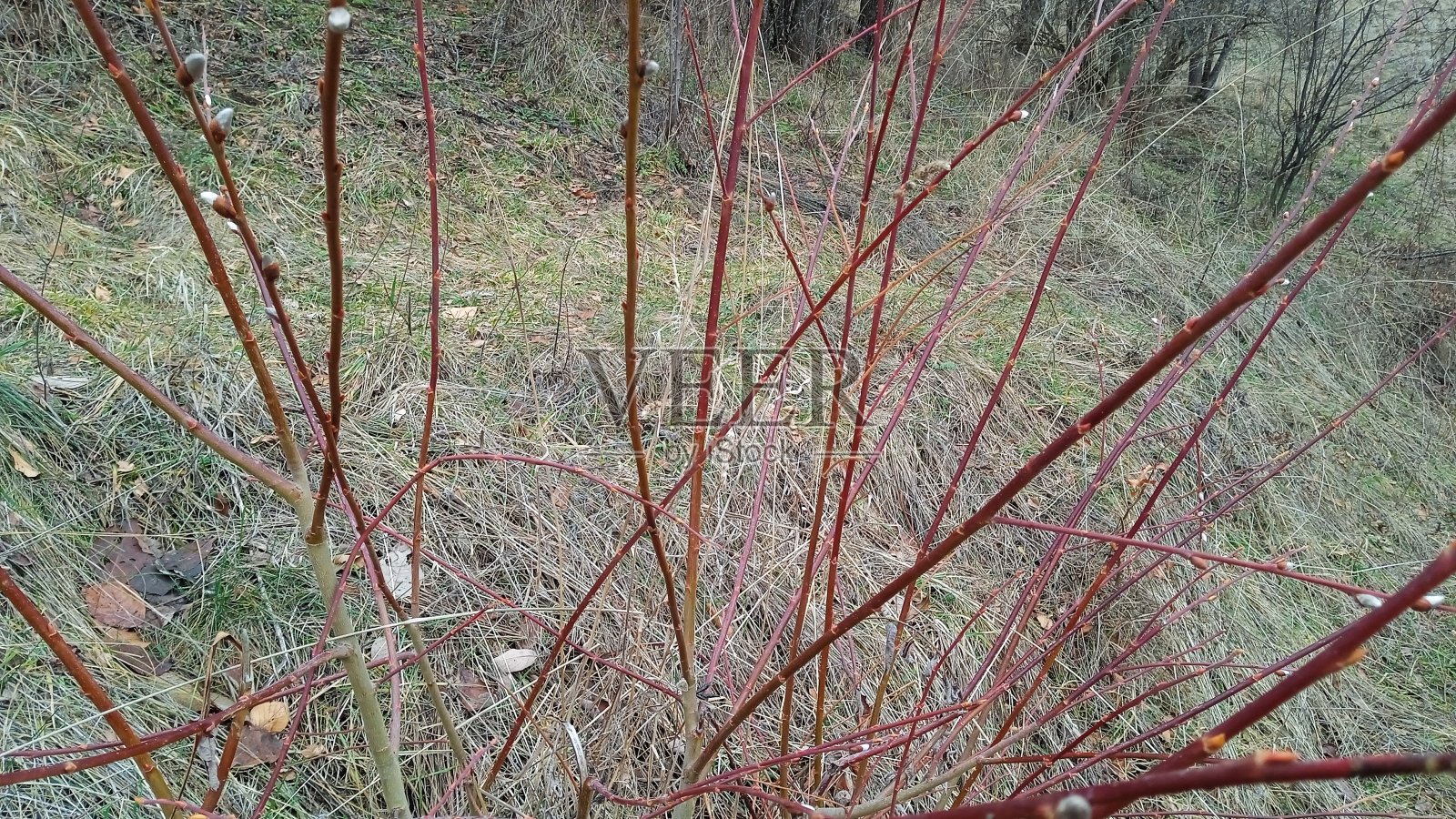 森林照片摄影图片