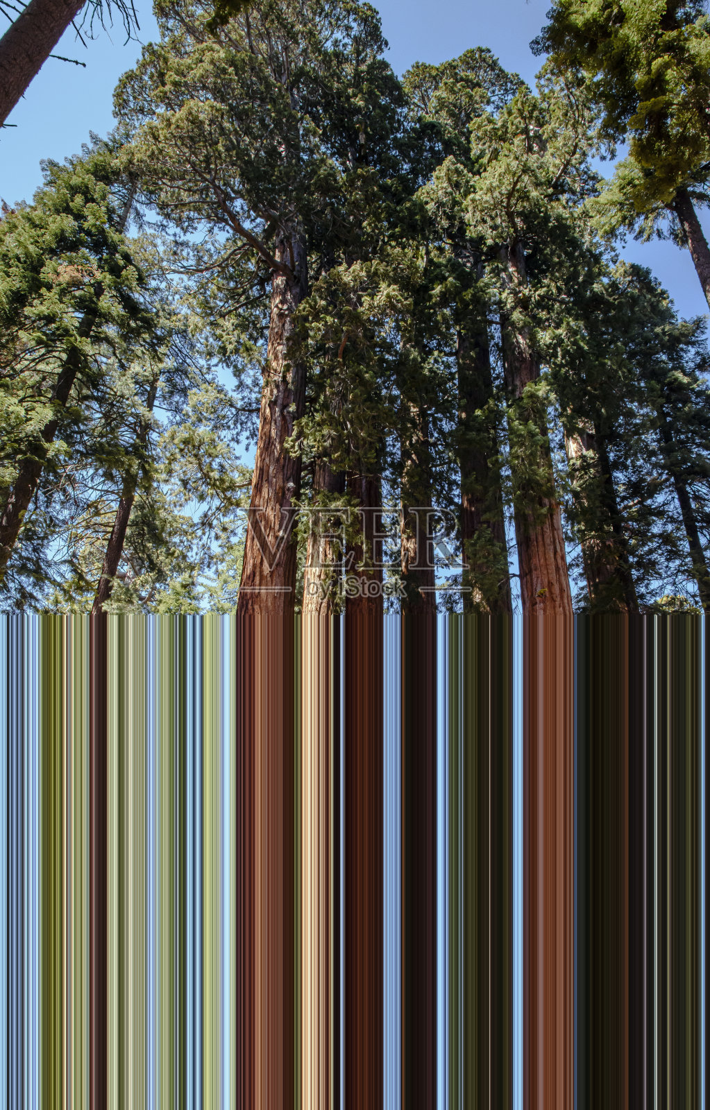 巨大的红杉有着巨大的树干和绿色的全绿色的树冠,展示出它们令人印象深刻的高度。照片摄影图片