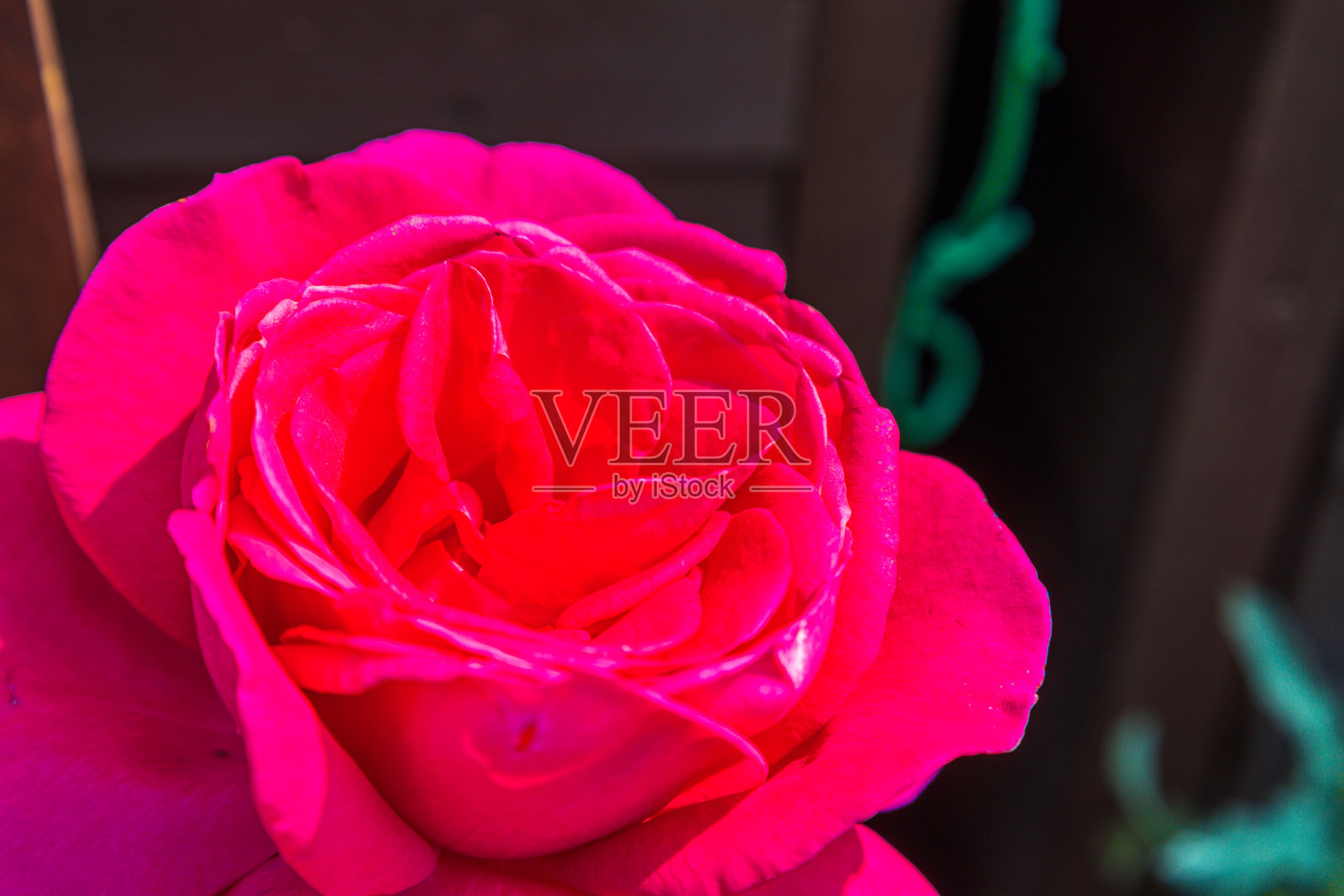 浪漫的红玫瑰照片摄影图片