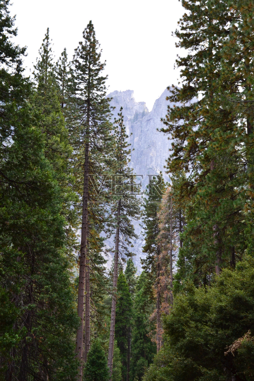 优胜美地国家公园的山脉和森林照片摄影图片