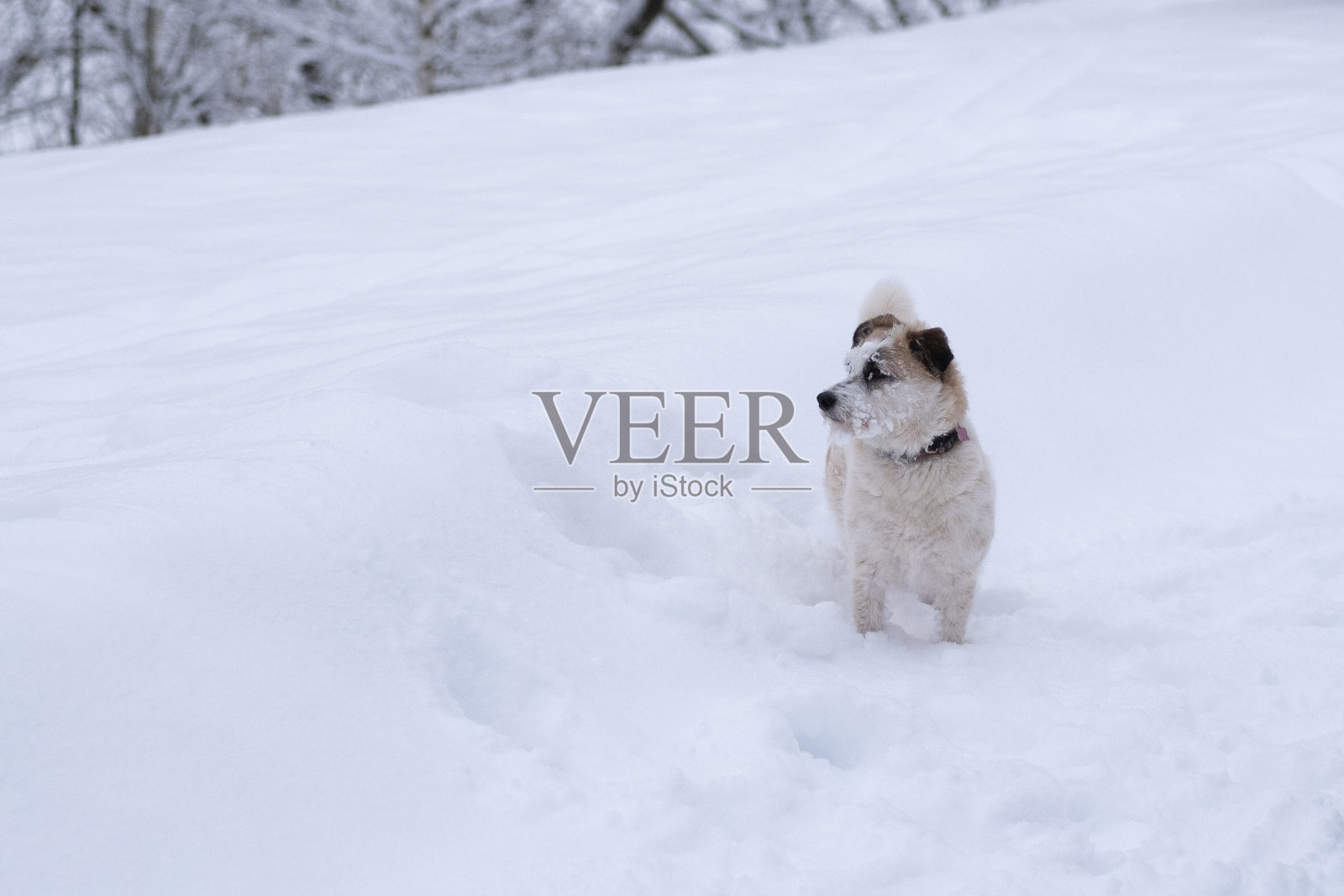 雪地里的狗。俄罗斯的冬天照片摄影图片