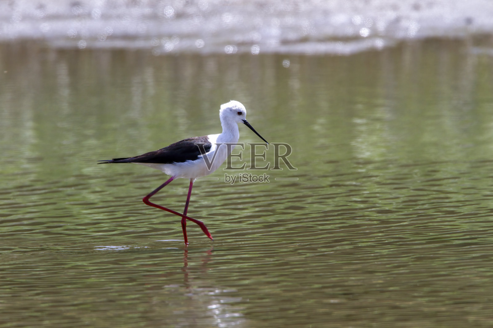 黑翅高跷在池塘里觅食。照片摄影图片