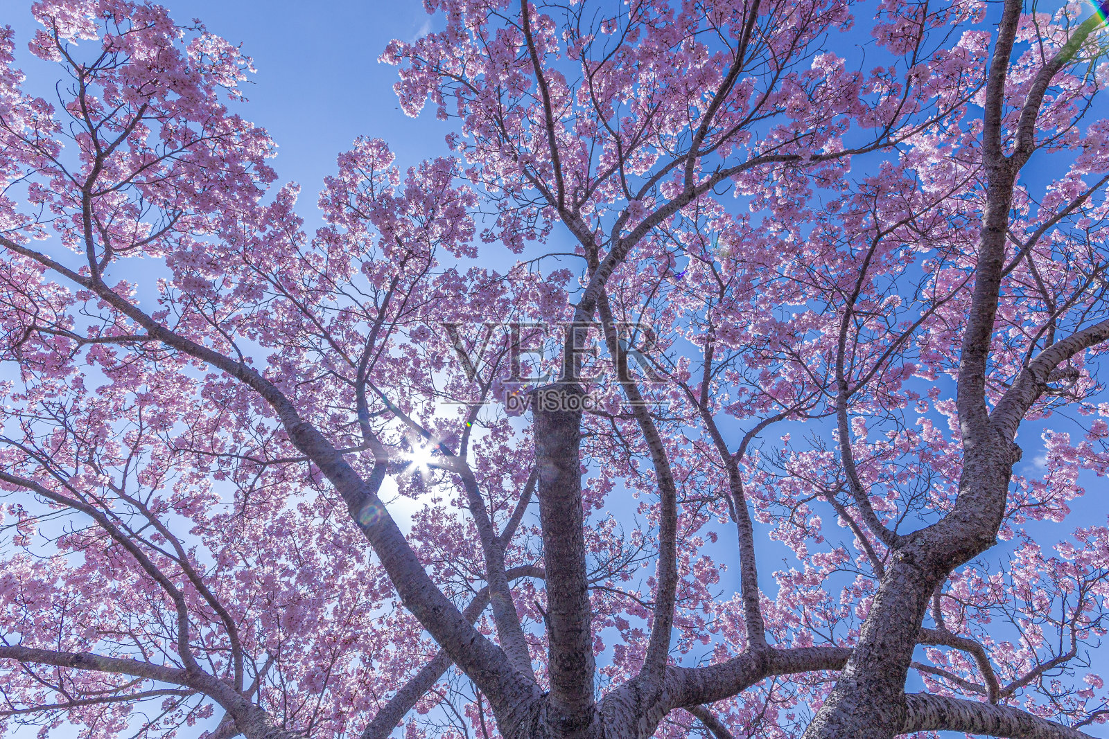 觉得自己像Urara照片摄影图片